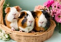 Three cute guinea pigs sitting in a basket among flowers Royalty Free Stock Photo